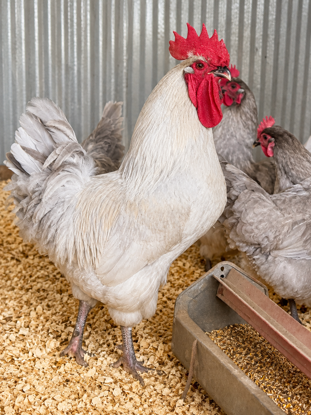 Lavender Orpington Hatching Eggs