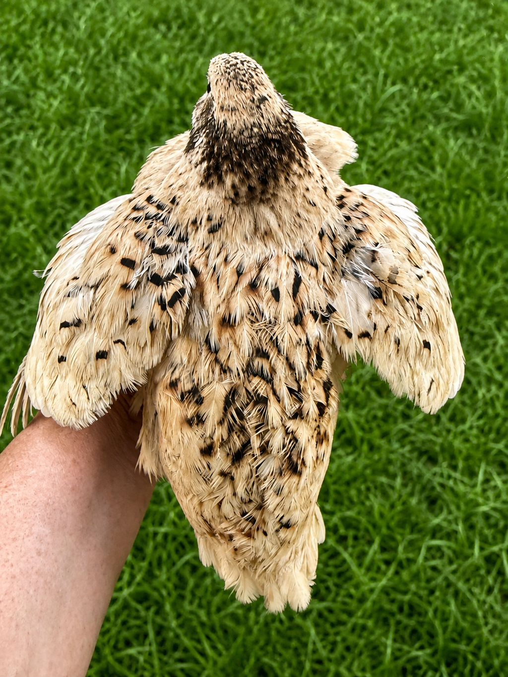 Fawn-Italian/Manchurian Jumbo Coturnix Hatching Eggs