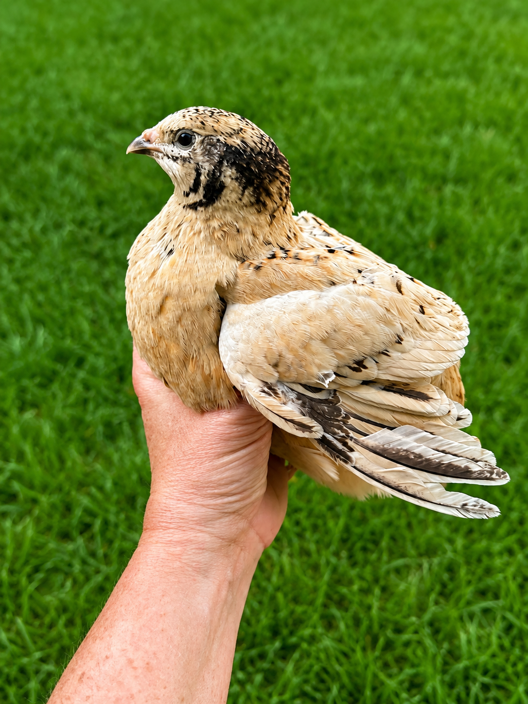 Hen's Choice Jumbo Coturnix Hatching Eggs
