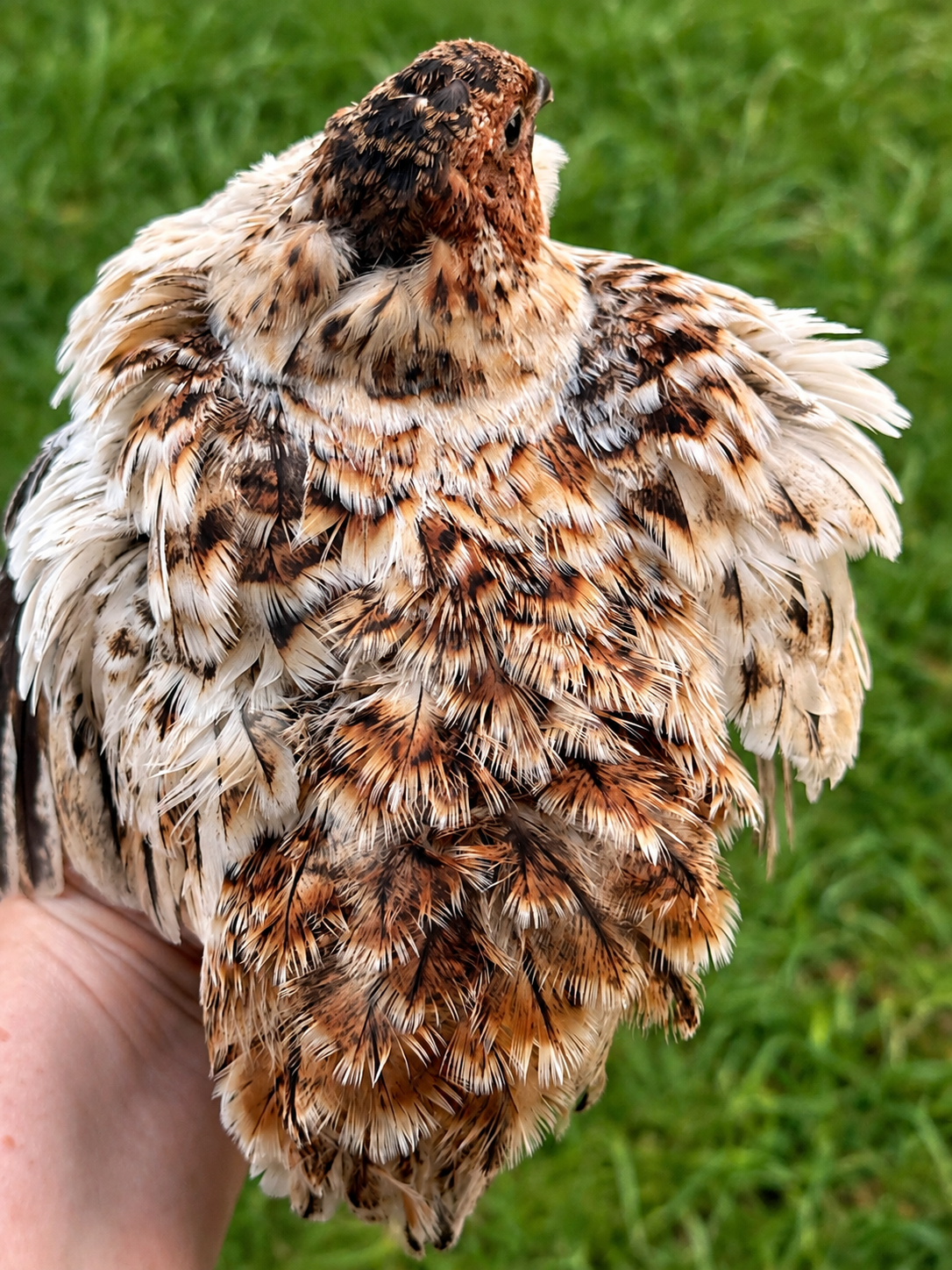 Roux/German Jumbo Pansy Coturnix Quail Hatching Eggs