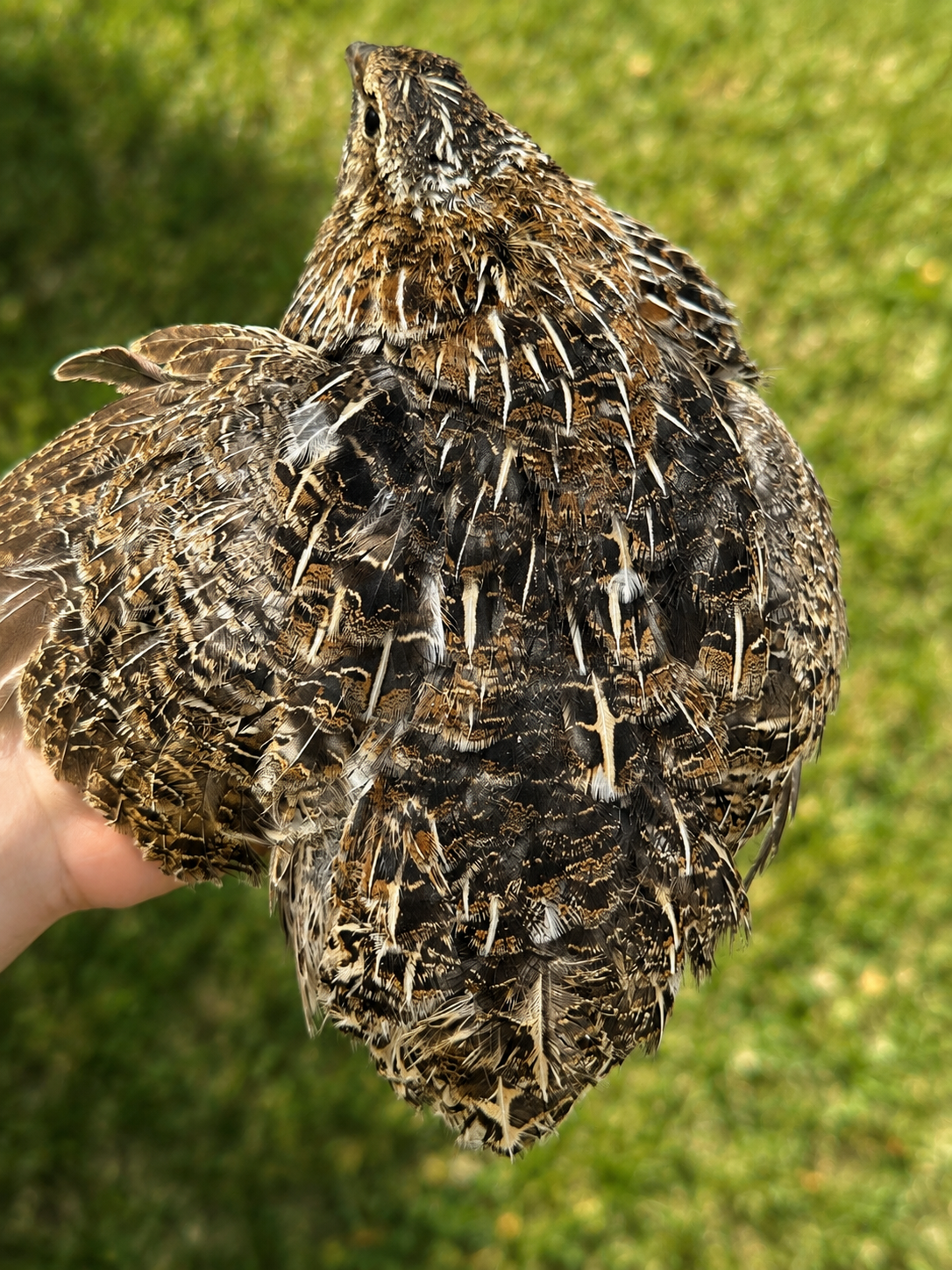 Jumbo Brown Coturnix Hatching Eggs