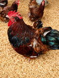 Jubilee Orpington hatching eggs