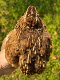 Egyptian Jumbo Coturnix Hatching Eggs