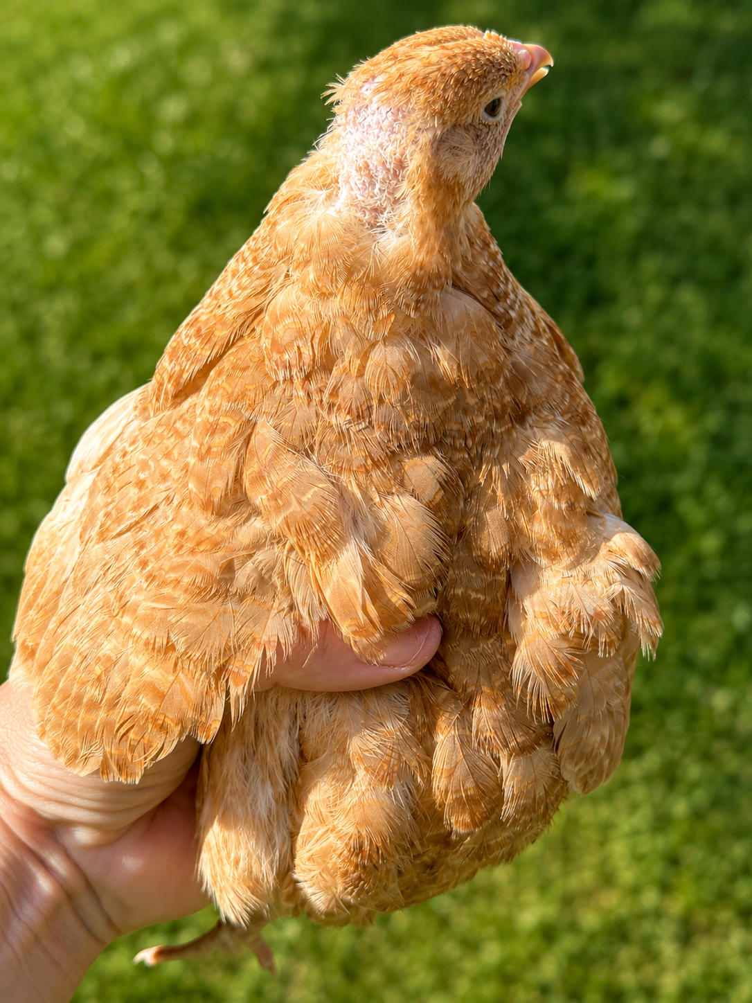 Ginger Collection Coturnix Hatching Eggs