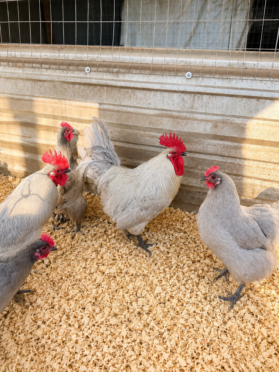 Lavender Orpington Hatching Eggs