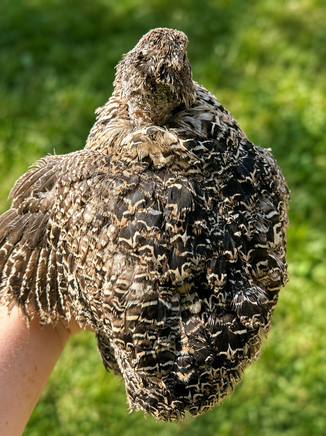 German Sparkly Coturnix Hatching Eggs