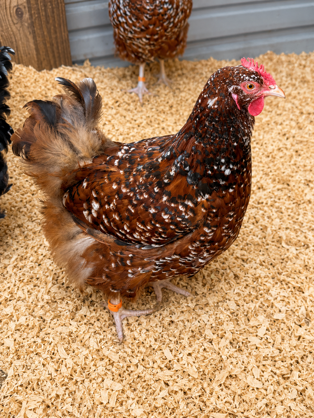 Jubilee Orpington hatching eggs