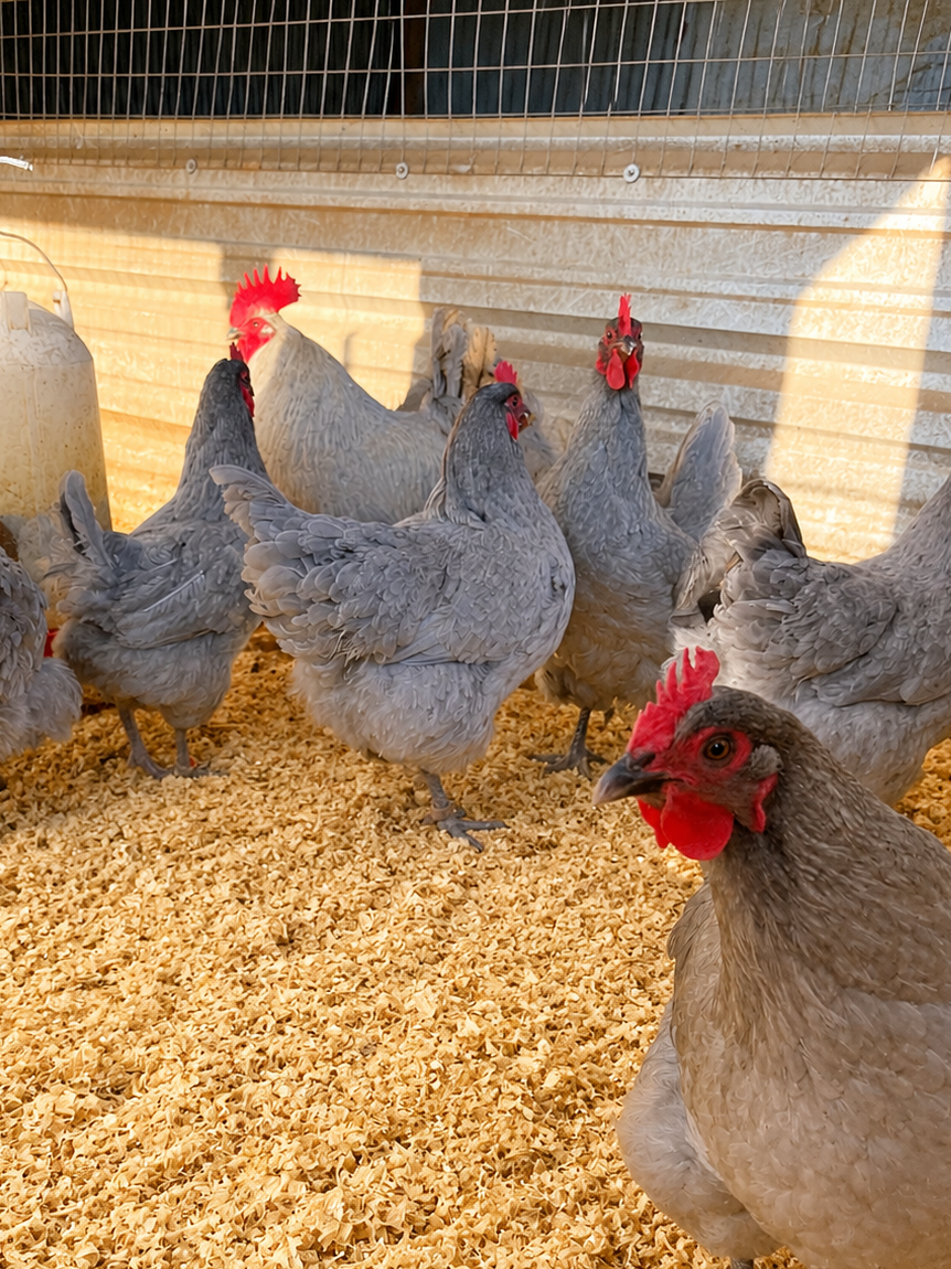 Lavender Orpington Hatching Eggs