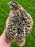 Roux/German Jumbo Pansy Coturnix Quail Hatching Eggs