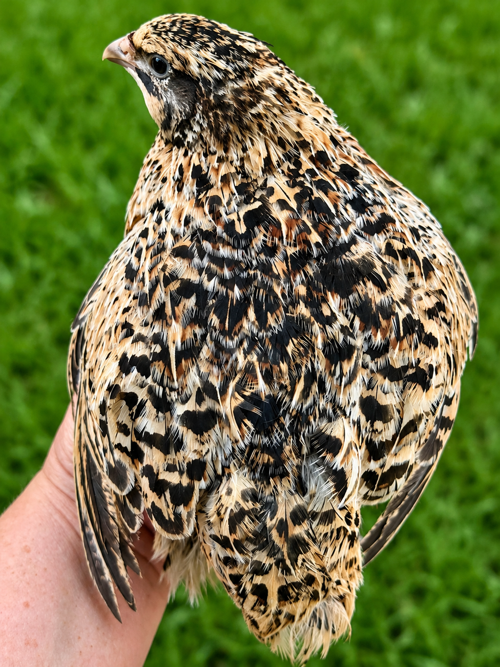 Hen's Choice Jumbo Coturnix Hatching Eggs