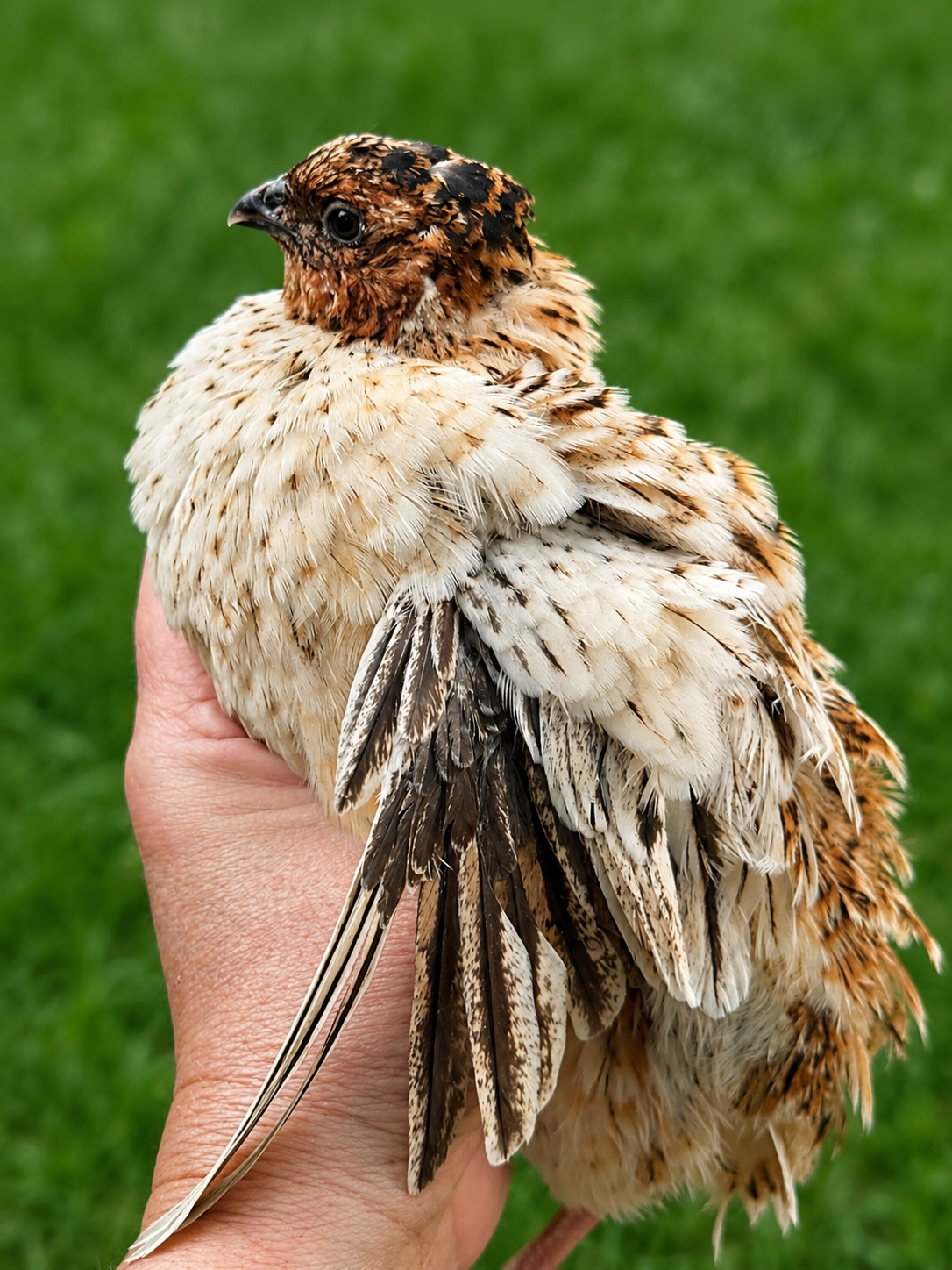 Roux/German Jumbo Pansy Coturnix Quail Hatching Eggs